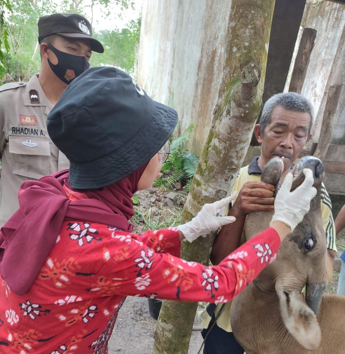 Bertambah di Satu Kecamatan, PMK di Siak Semakin Menyebar