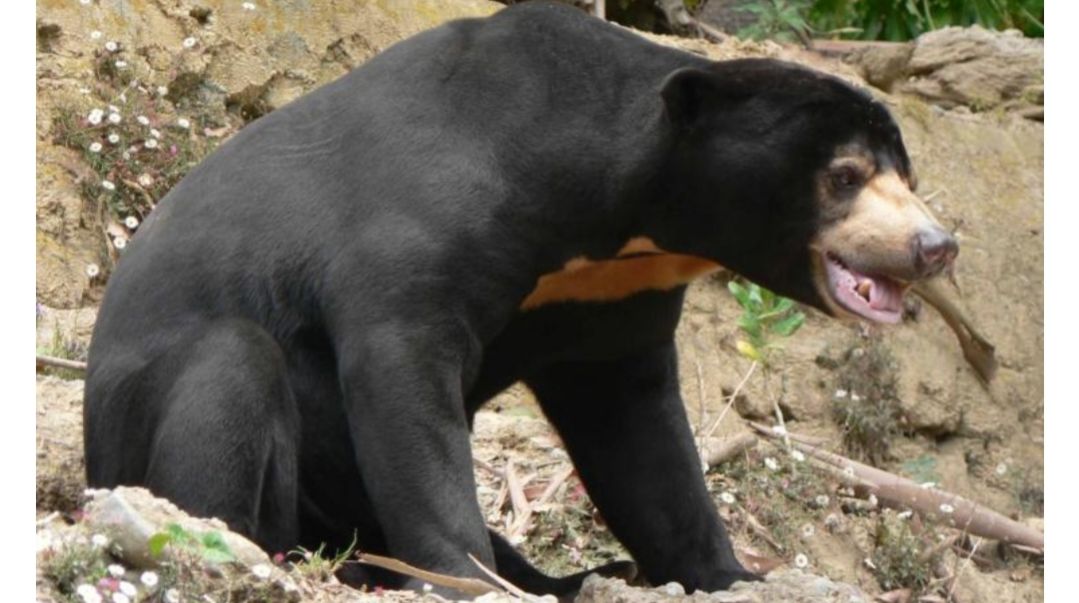 Beruang Muncul Dipemukiman Penduduk di Bengkalis