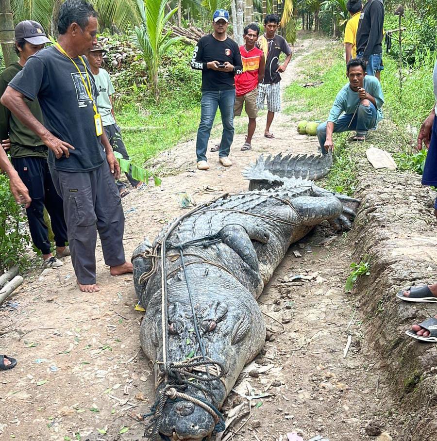 Buaya Ukuran 7 Meter Berhasil Ditangkap Warga di Inhil