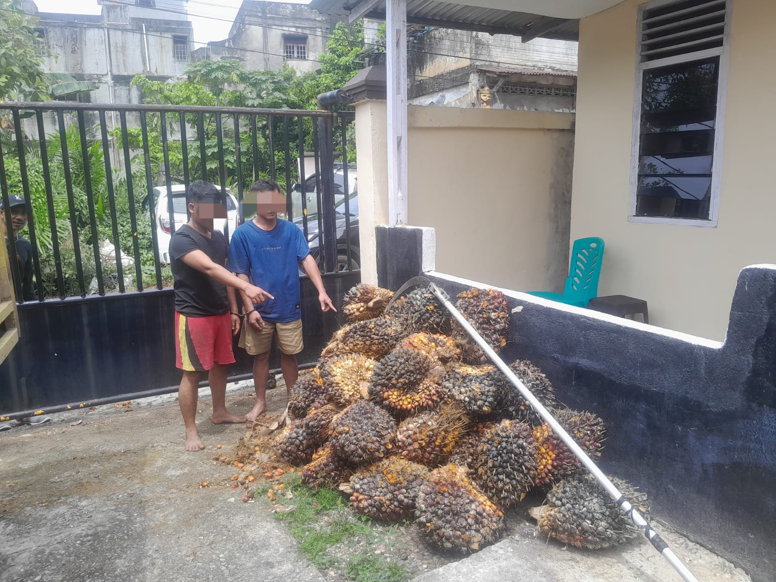 Curi 580 Kg Sawit Perusahaan, Dua Pria di Tualang Diringkus Polisi, 3 Lainnya Buron