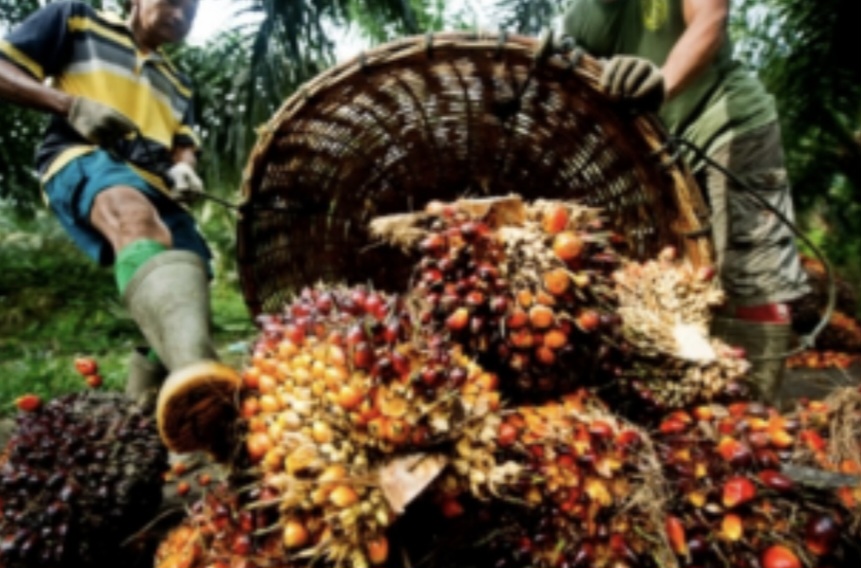 Harga Sawit Riau Ambles! TBS Petani Swadaya Turun Rp117,82/Kg