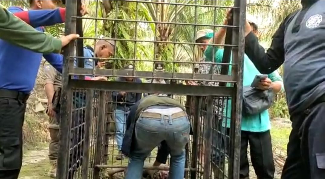 Harimau Mangsa Dua Ekor Sapi, Tim Pasang Box Trap