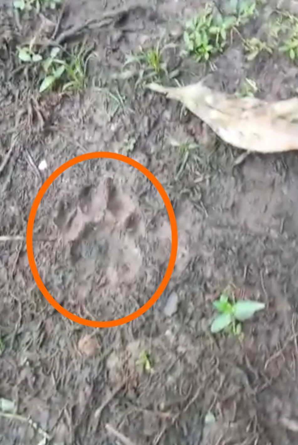 Jejak Harimau di Kampung Suak Lanjut Siak Gegerkan Warga