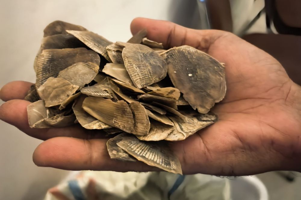 Jual Sisik Trenggiling 30 Kilogram, Warga Rohil Diringkus Polda Riau