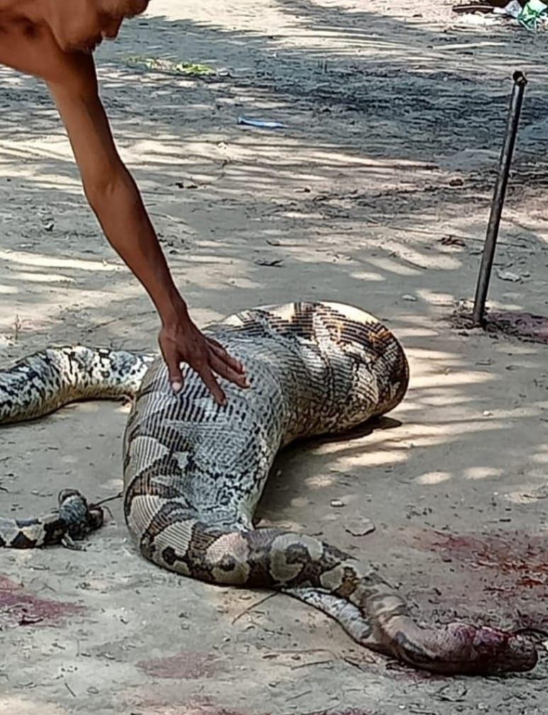 Makan Ternak Kambing, Ular Piton 5 Meter Ditangkap Warga Pusako Siak