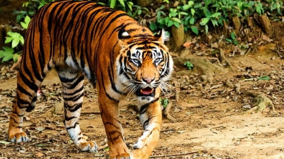 Pencari Damar di Inhu Diserang Dua Ekor Harimau, BBKSDA : Korban Digigit di Bagian Pergelangan Kaki dan Lutut