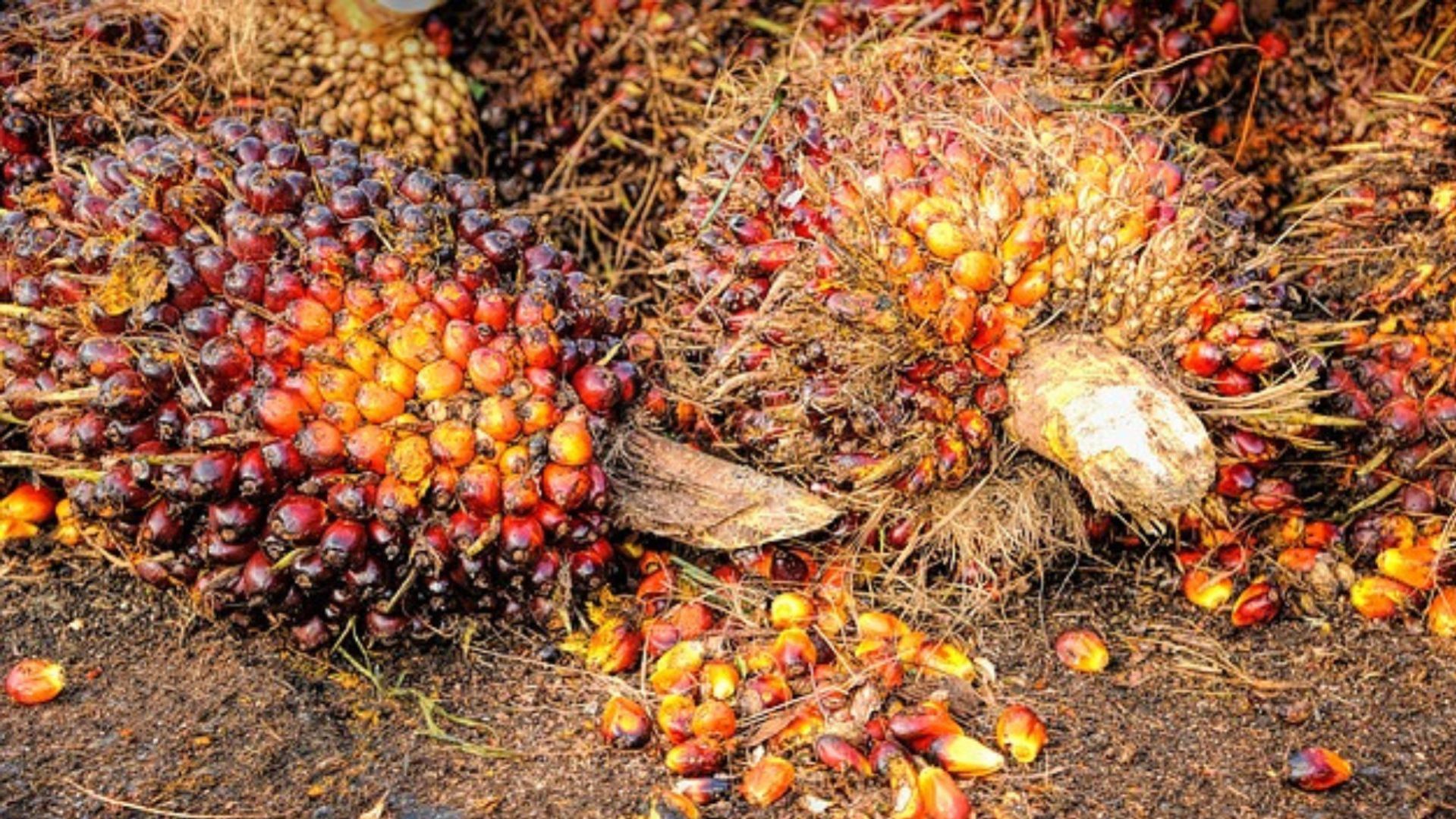 Periode 21-27 Agustus 2024, Harga TBS Kelapa Sawit Turun Menjadi Rp 2.966,73 per Kilogram