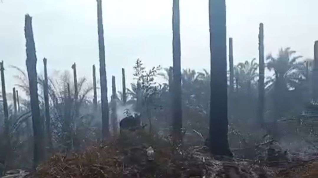 Polres Siak Selidiki Penyebab Lahan PT BMI Terbakar, 7 Orang Saksi Diperiksa