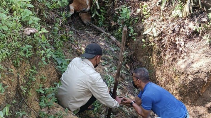 Sapi Warga Tumang Tewas Diduga Dimangsa Harimau
