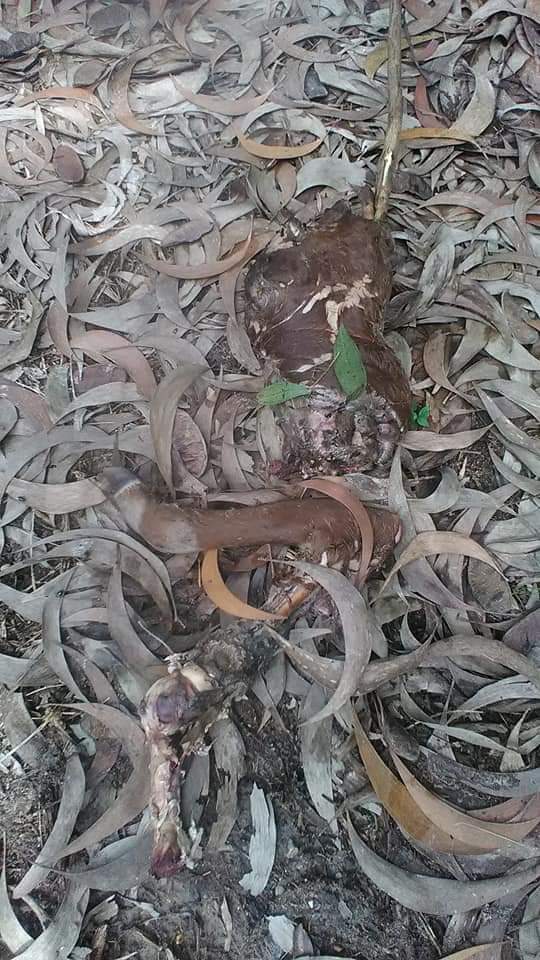 Sapi Zaharudin Ditemukan Mati Diduga Dimakan Harimau di Siak