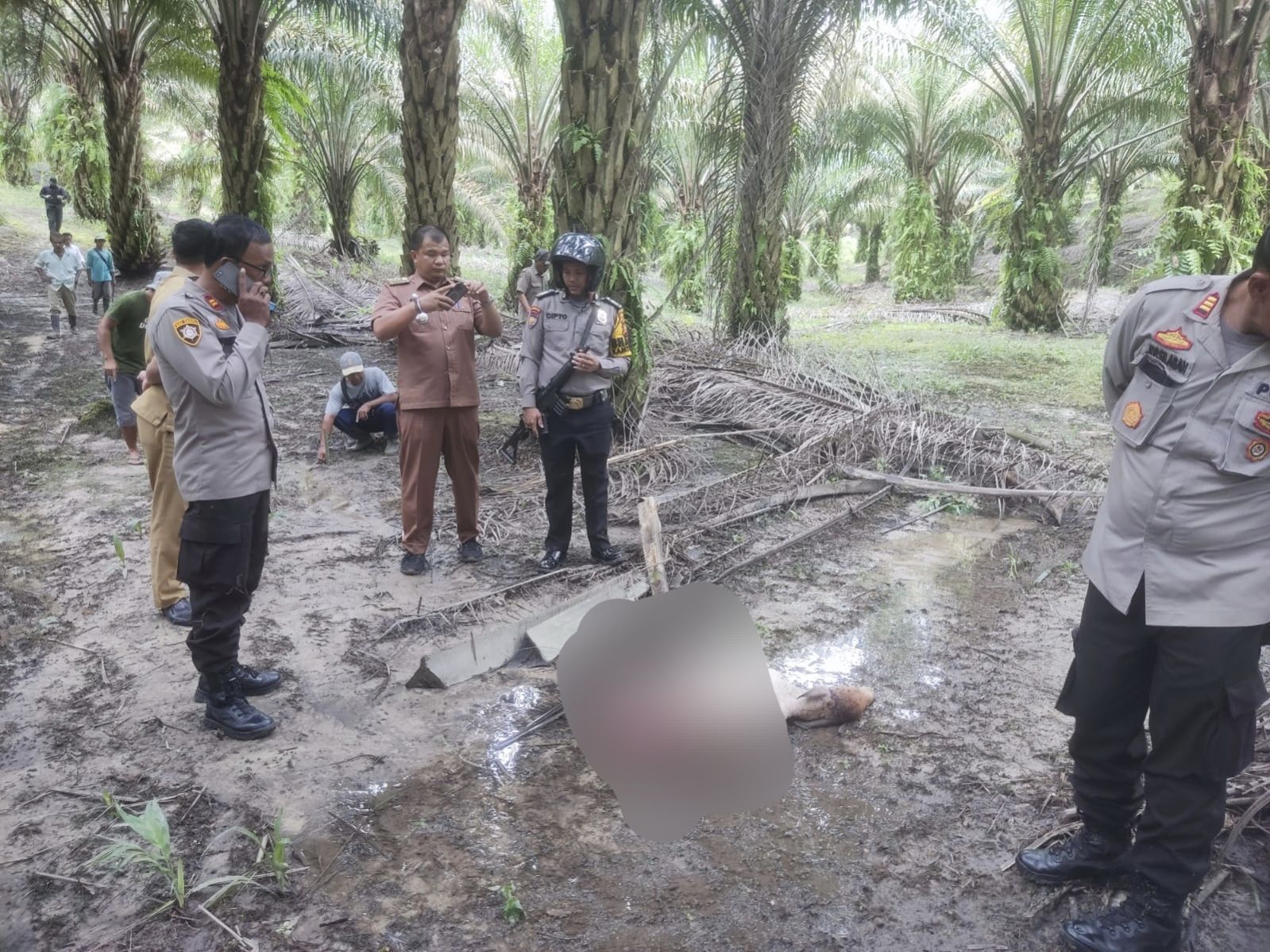 Seekor Sapi di Lubuk Dalam Siak Ditemukan Tewas Tak Utuh Diduga Dimangsa Harimau