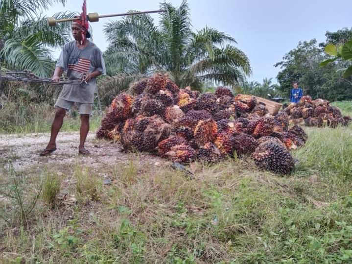 Semakin Moncer, Harga TBS Sawit Mitra Swadya di Riau Naik