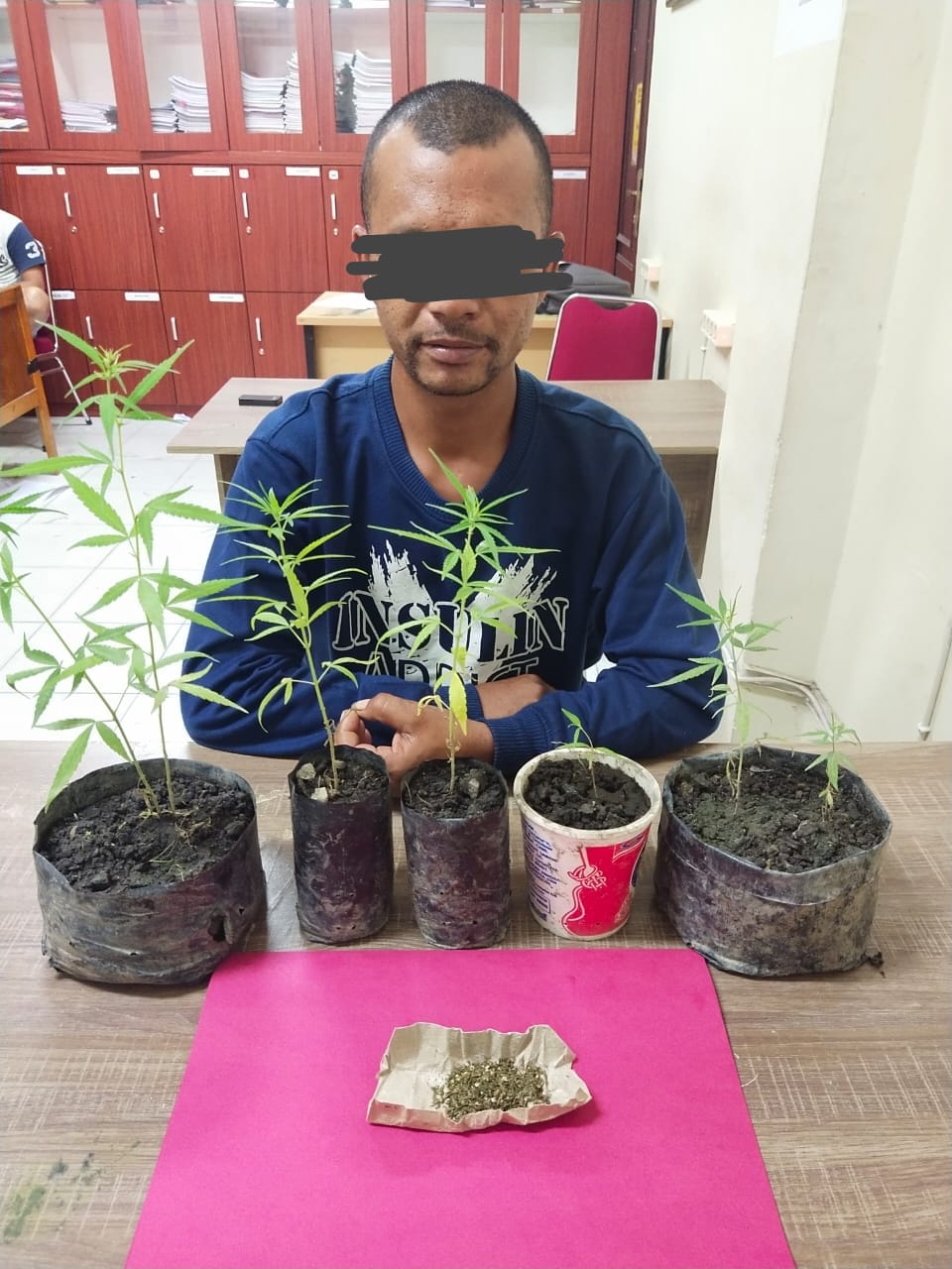 Tanam Ganja di Rumah DH Diringkus Polres Siak