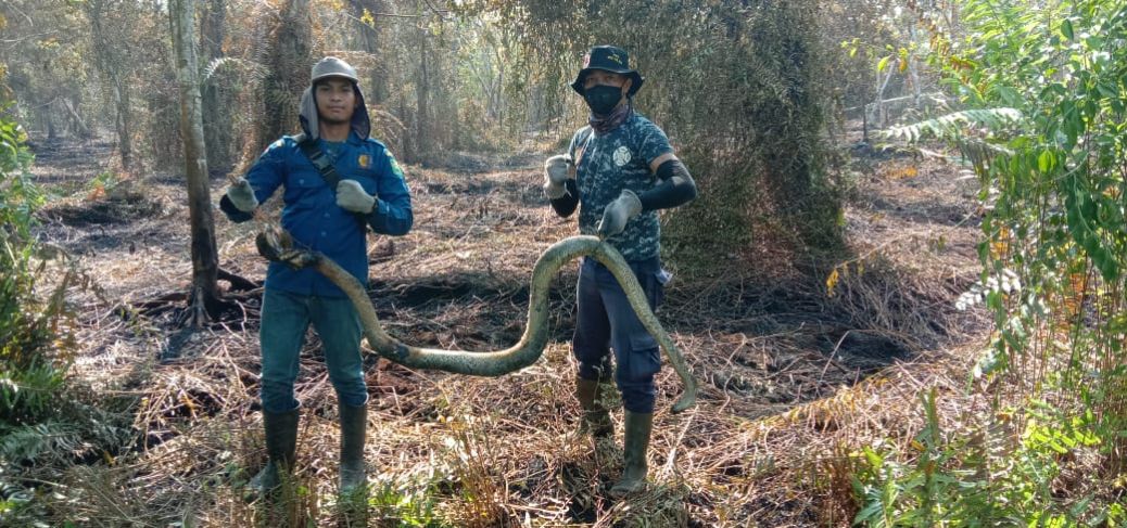 Ular Piton ini Jadi Korban Karhutla di Siak