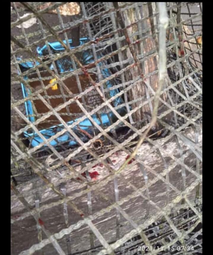 Waduh, Harimau Kembali Satroni Kampung Teluk Lanus Siak